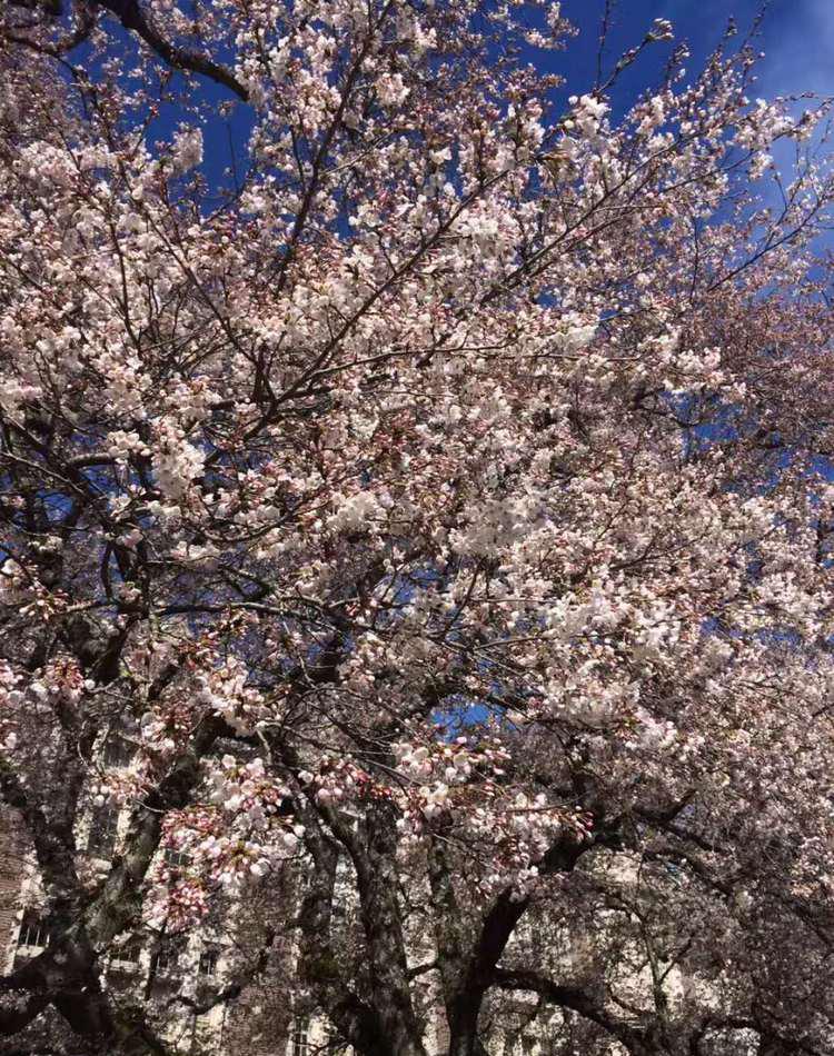 华大西雅图的樱花80%都开了， 可以去赏樱花再去看看李小龙