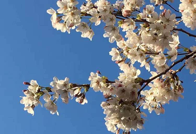 华大西雅图的樱花80%都开了， 可以去赏樱花再去看看李小龙