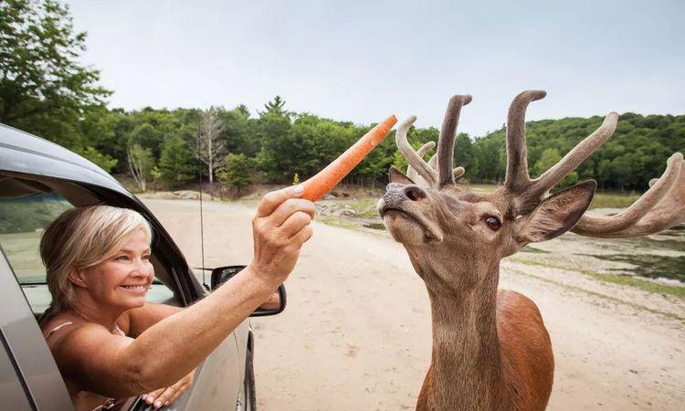 走近一点，仿佛进入一个爱丽丝世界的童话仙境