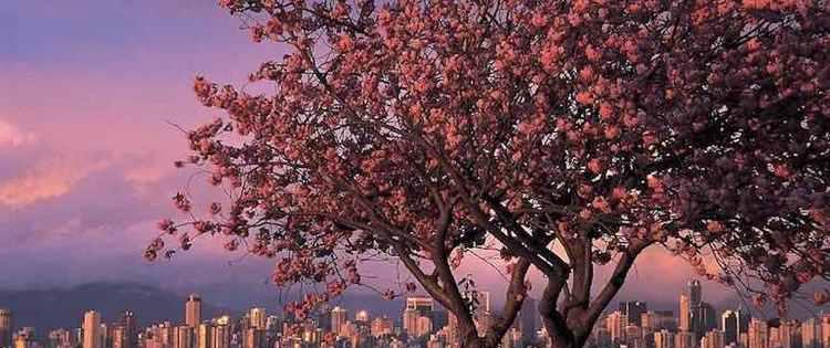 加拿大三月樱花节