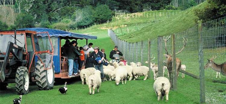 新西兰自由行千方百计 新西兰自由行千方百计