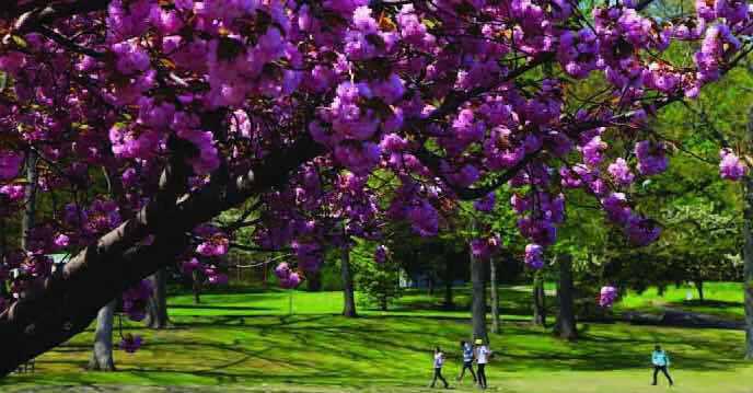 加拿大三月樱花节