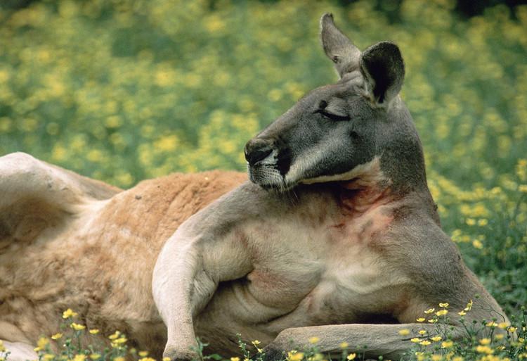 去澳洲必备常识