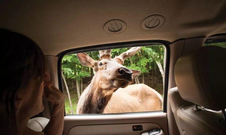 走近一点，仿佛进入一个爱丽丝世界的童话仙境