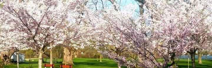 加拿大三月樱花节