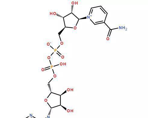 UNSW逆天神药,医学界的奇迹——细胞再生 UNSW逆天神药,医学界的奇迹——细胞再生