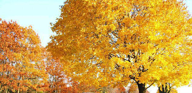 选择去加拿大读本科都有哪些优势