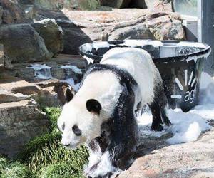 澳大利亚动物园为大熊猫庆生