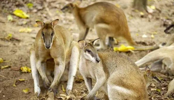 国宝值3刀！澳洲留学生活费低低低！！