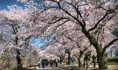加拿大三月樱花节