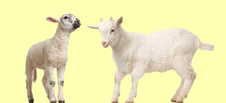 700余只澳洲羊坐着包机到山西 700余只澳洲羊坐着包机到山西