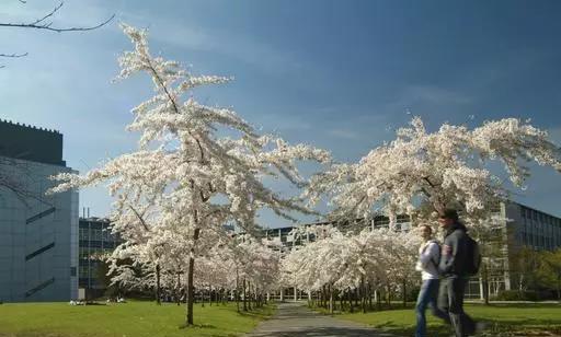 UCD八公里林荫道——与你浪漫邂逅