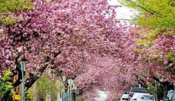 加拿大三月樱花节
