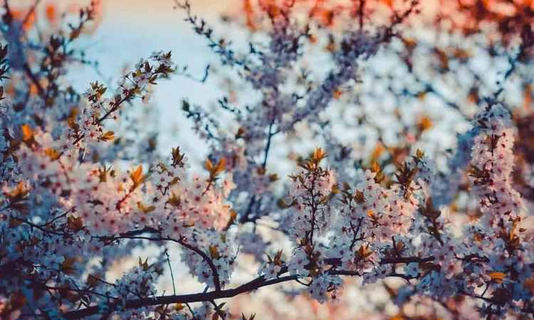 加拿大三月樱花节