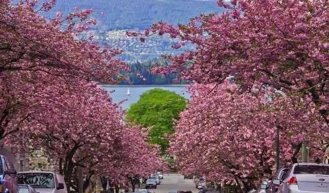 加拿大三月樱花节