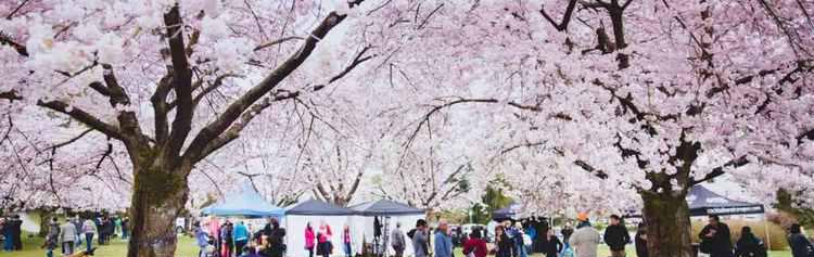 加拿大三月樱花节