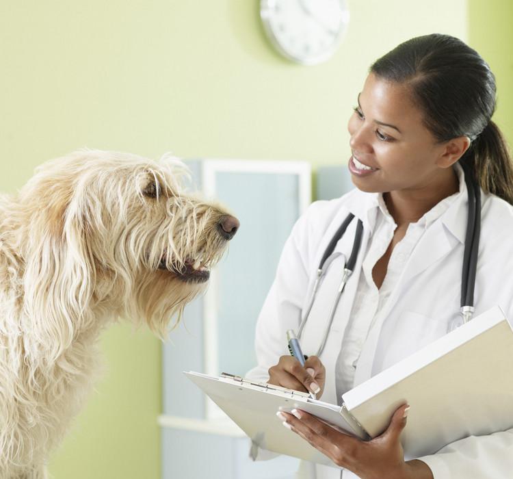 英国留学兽医专业