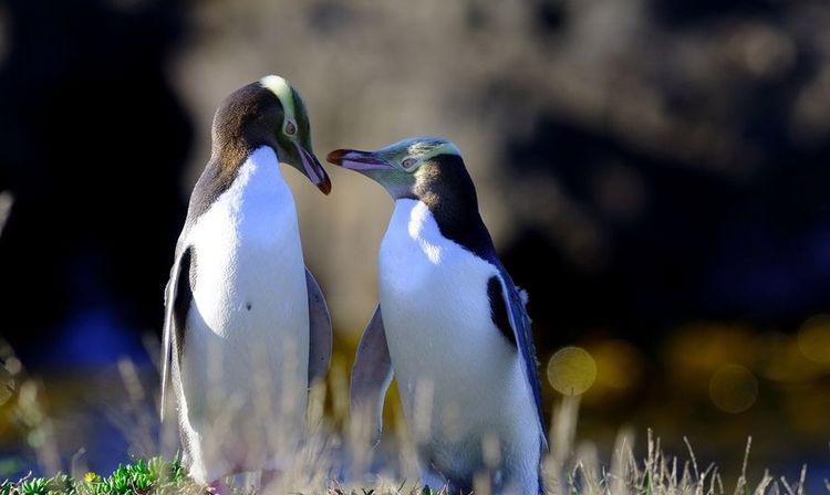 新西兰冷知识分享 新西兰冷知识分享