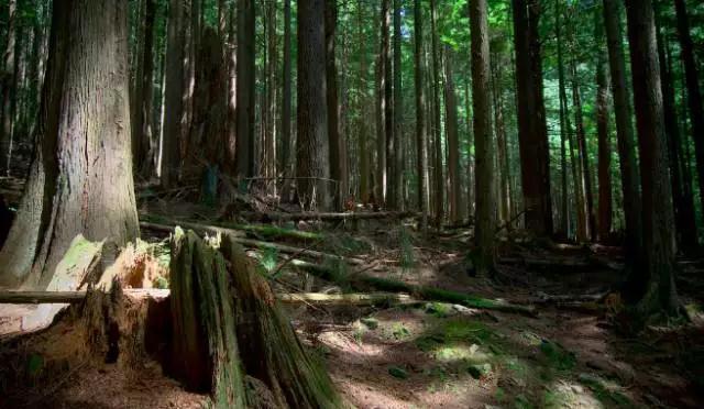 注意，这13件事在温哥华不要做