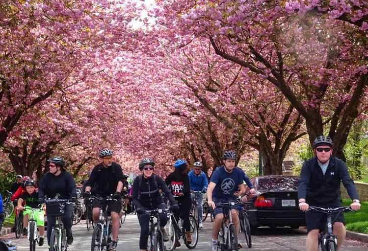 加拿大三月樱花节