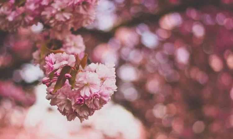 加拿大三月樱花节