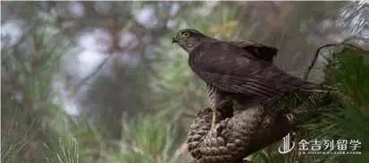 UCD八公里林荫道——与你浪漫邂逅