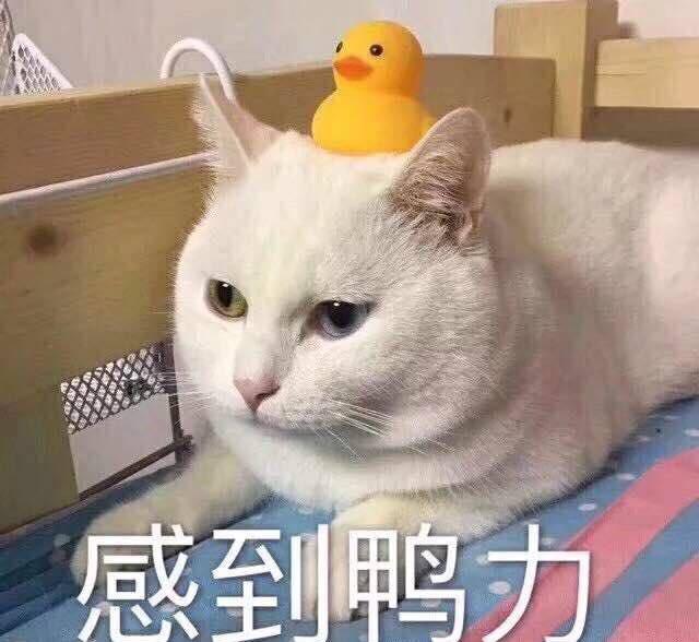 敲重点！！！不是你语言成绩越高申请到的院校就好