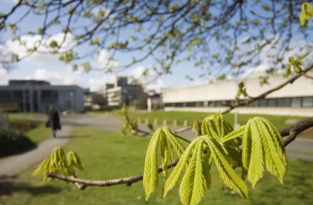 UCD八公里林荫道——与你浪漫邂逅