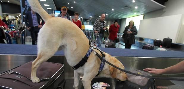 注意：新西兰国内航线安检可能增加一个环节