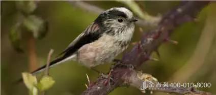 UCD八公里林荫道——与你浪漫邂逅