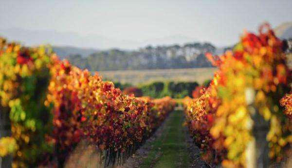 同学，干了这杯葡萄酒！