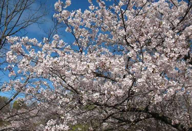 加拿大三月樱花节