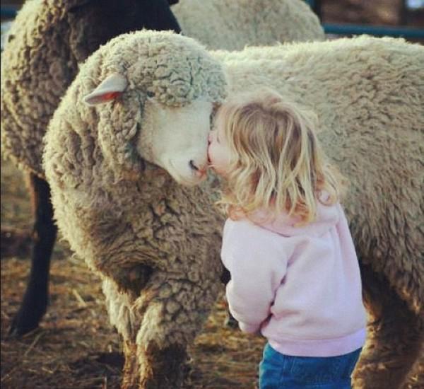 700余只澳洲羊坐着包机到山西 700余只澳洲羊坐着包机到山西