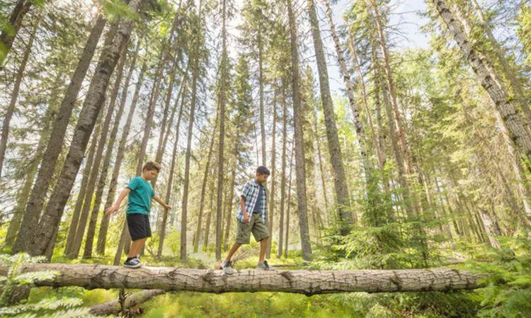 走近一点，仿佛进入一个爱丽丝世界的童话仙境