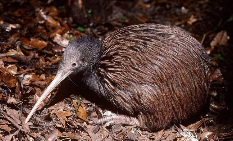 新西兰冷知识分享 新西兰冷知识分享