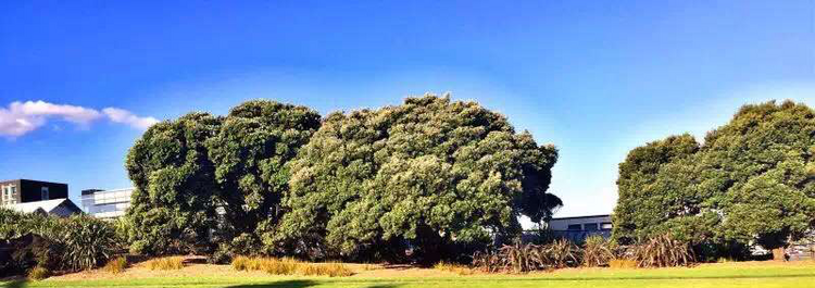 大龄未婚无雅思留学，请来新西兰！