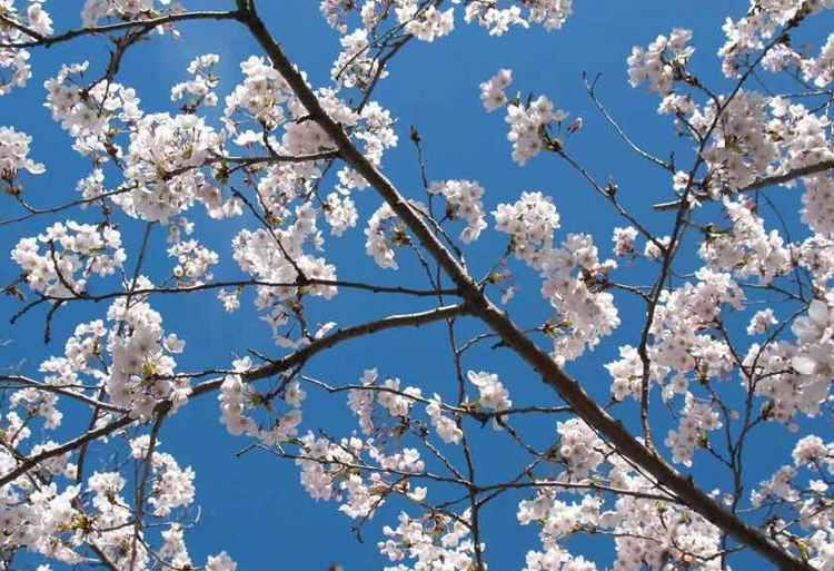 加拿大三月樱花节