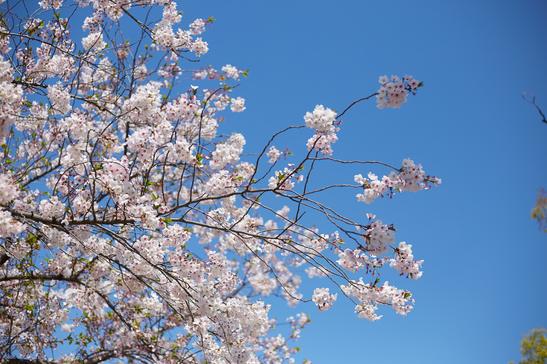 美国丹佛大都会州立大学留学研究生学费一年大概多少？